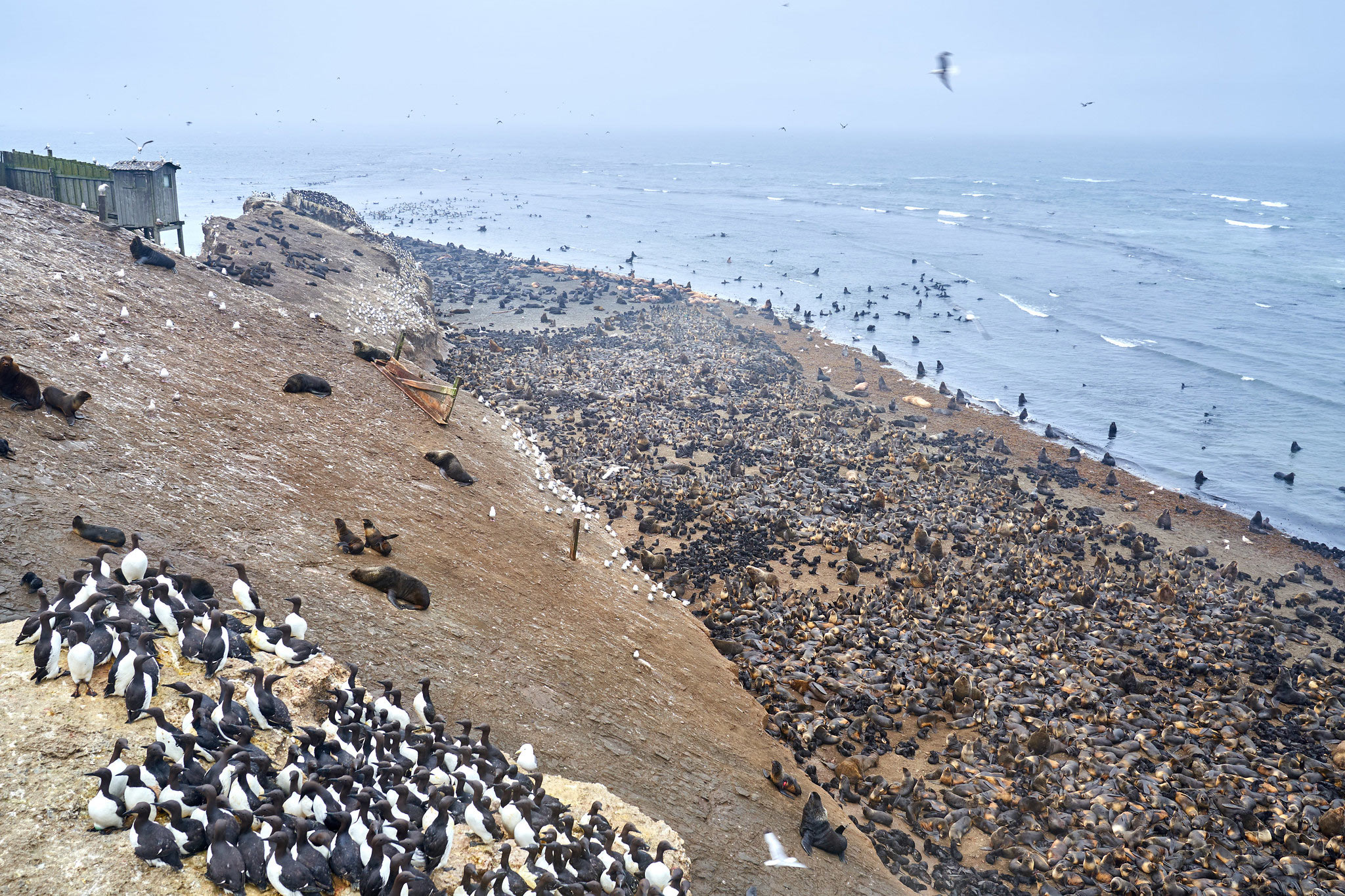Tyuleniy Island, Сахалин (Остров Тюлений, Сахалин)